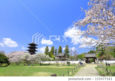 [Okayama Prefecture] Cherry blossoms in full bloom and the five-story pagoda of Bitchukokubunji Temple (Kibiji) 133477381