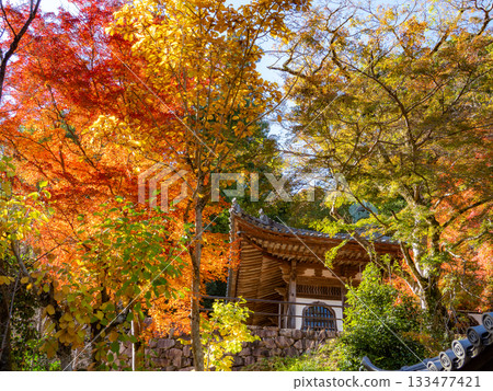 長谷寺的秋景 133477421