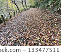 A road full of fallen leaves 133477511