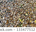 A road full of fallen leaves 133477512
