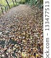 A road full of fallen leaves 133477513