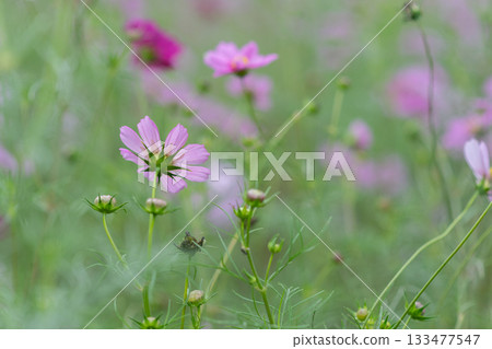 Sign of autumn Cosmos field 133477547