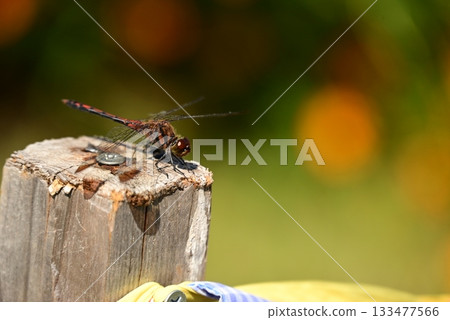 A dragonfly that perches on a tree A dragonfly that perches on a tree 133477566