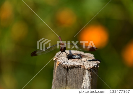 A dragonfly that perches on a tree 133477567