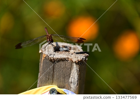 A dragonfly that perches on a tree 133477569