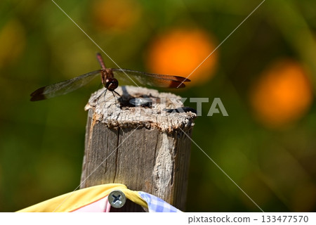 A dragonfly that perches on a tree A dragonfly that perches on a tree 133477570