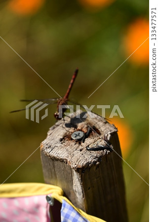A dragonfly that perches on a tree 133477571