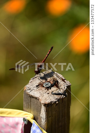 A dragonfly that perches on a tree 133477572