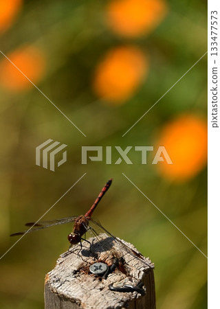 A dragonfly that perches on a tree 133477573