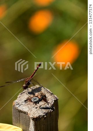 A dragonfly that perches on a tree 133477574