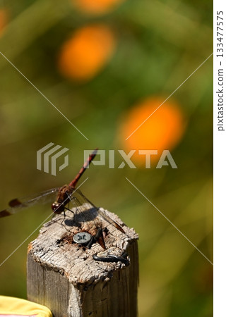 A dragonfly that perches on a tree A dragonfly that perches on a tree 133477575