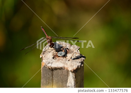 A dragonfly that perches on a tree 133477576