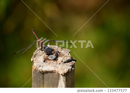 A dragonfly that perches on a tree 133477577