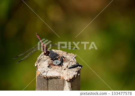 A dragonfly that perches on a tree A dragonfly that perches on a tree 133477578