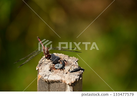 Dragonfly perched on a post Dragonfly perched on a post 133477579