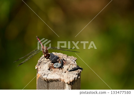 A dragonfly that perches on a tree 133477580