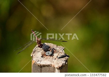 Dragonfly perched on a post 133477582