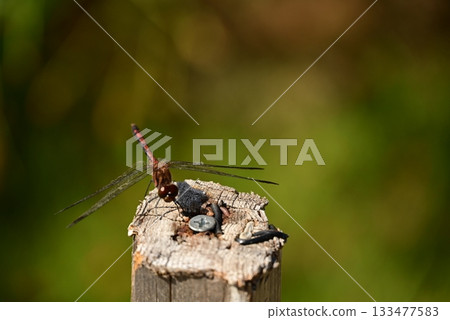 A dragonfly that perches on a tree 133477583