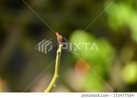 Red crop mark on the branch Red crop mark on the branch 133477584