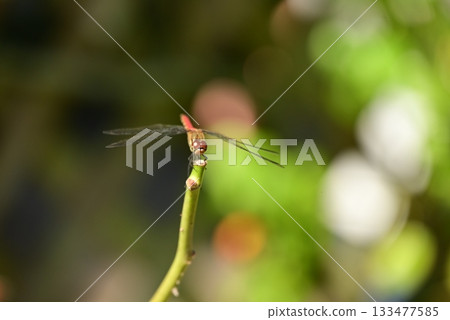 Red crop mark on the branch 133477585