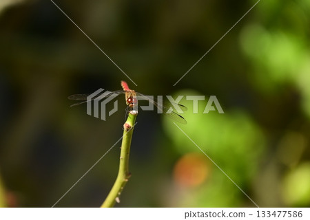 在分支上的紅色作物標記 在分支上的紅色作物標記 133477586