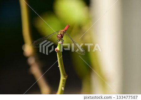 Red crop mark on the branch 133477587