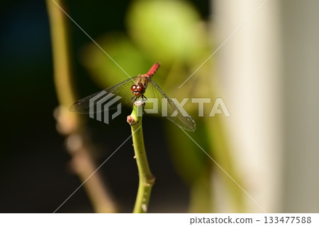 Red crop mark on the branch Red crop mark on the branch 133477588