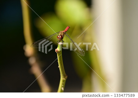 Red crop mark on the branch 133477589