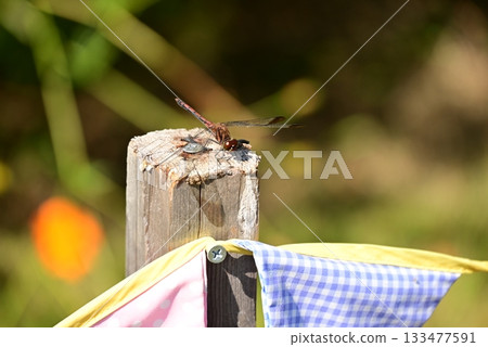 A dragonfly that perches on a tree A dragonfly that perches on a tree 133477591