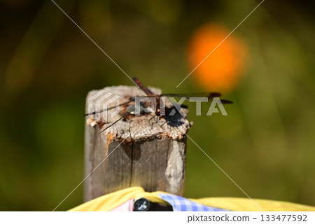 A dragonfly that perches on a tree 133477592