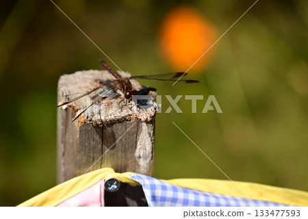 A dragonfly that perches on a tree A dragonfly that perches on a tree 133477593