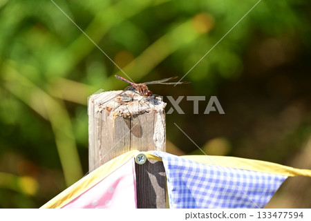 A dragonfly that perches on a tree A dragonfly that perches on a tree 133477594
