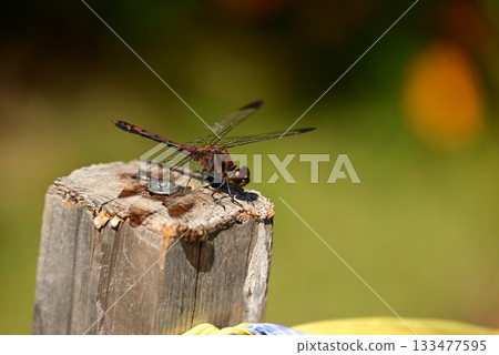 A dragonfly that perches on a tree 133477595