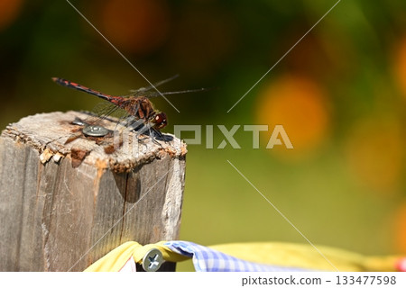 A dragonfly that perches on a tree 133477598