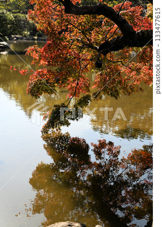 Autumn leaves reflected on the water 133477615