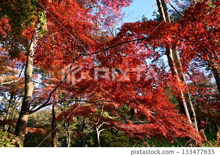 楓葉秋葉 133477635