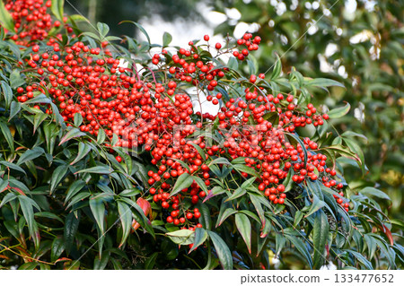 Nandina (Nandina) Heavenly Bamboo Nandina (Nandina) Heavenly Bamboo 133477652