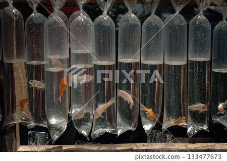 Rows of plastic bags containing juvenile koi fish or fingerling displayed for sale at an outdoor market 133477673