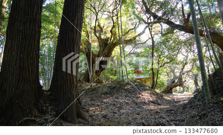 Natural Forest, Tenjin no Mori, Sosa City, Chiba Prefecture Natural Forest, Tenjin no Mori, Sosa City, Chiba Prefecture 133477680