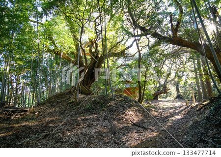 千葉縣草佐市天神之森天然林 千葉縣草佐市天神之森天然林 133477714
