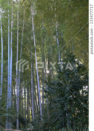 竹林 竹林 133477717