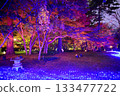 Illuminated autumn leaves in the maple garden Illuminated autumn leaves in the maple garden 133477722