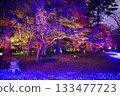 Illuminated autumn leaves in the maple garden Illuminated autumn leaves in the maple garden 133477723