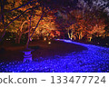 Illuminated autumn leaves in the maple garden Illuminated autumn leaves in the maple garden 133477724