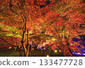 Illuminated autumn leaves in the maple garden Illuminated autumn leaves in the maple garden 133477728