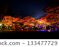 Illuminated autumn leaves in the maple garden Illuminated autumn leaves in the maple garden 133477729