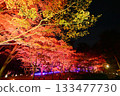 Illuminated autumn leaves in the maple garden Illuminated autumn leaves in the maple garden 133477730