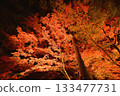 Illuminated autumn leaves in the maple garden Illuminated autumn leaves in the maple garden 133477731