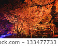 Illuminated autumn leaves in the maple garden Illuminated autumn leaves in the maple garden 133477733