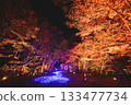 Illuminated autumn leaves in the maple garden Illuminated autumn leaves in the maple garden 133477734